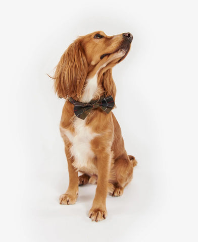 Barbour Tartan dog bow tie